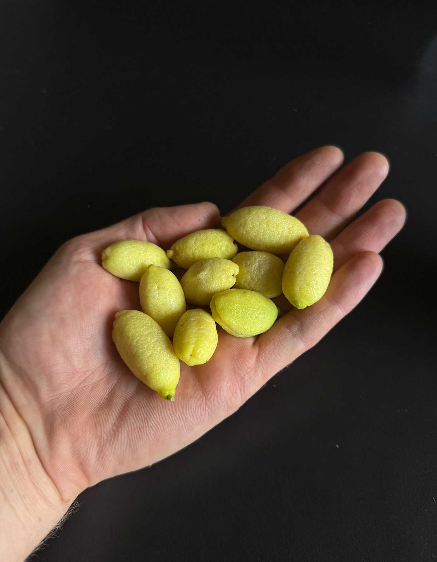 כף יד מחזיקה כמה פירות פינגר ליים צהובים קטנים ומאורכים על רקע שחור חלק.