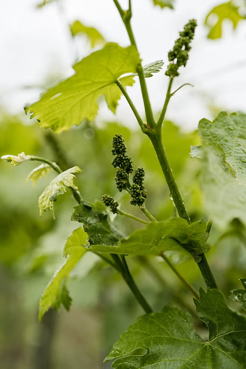 גפן תברוני / חלילי