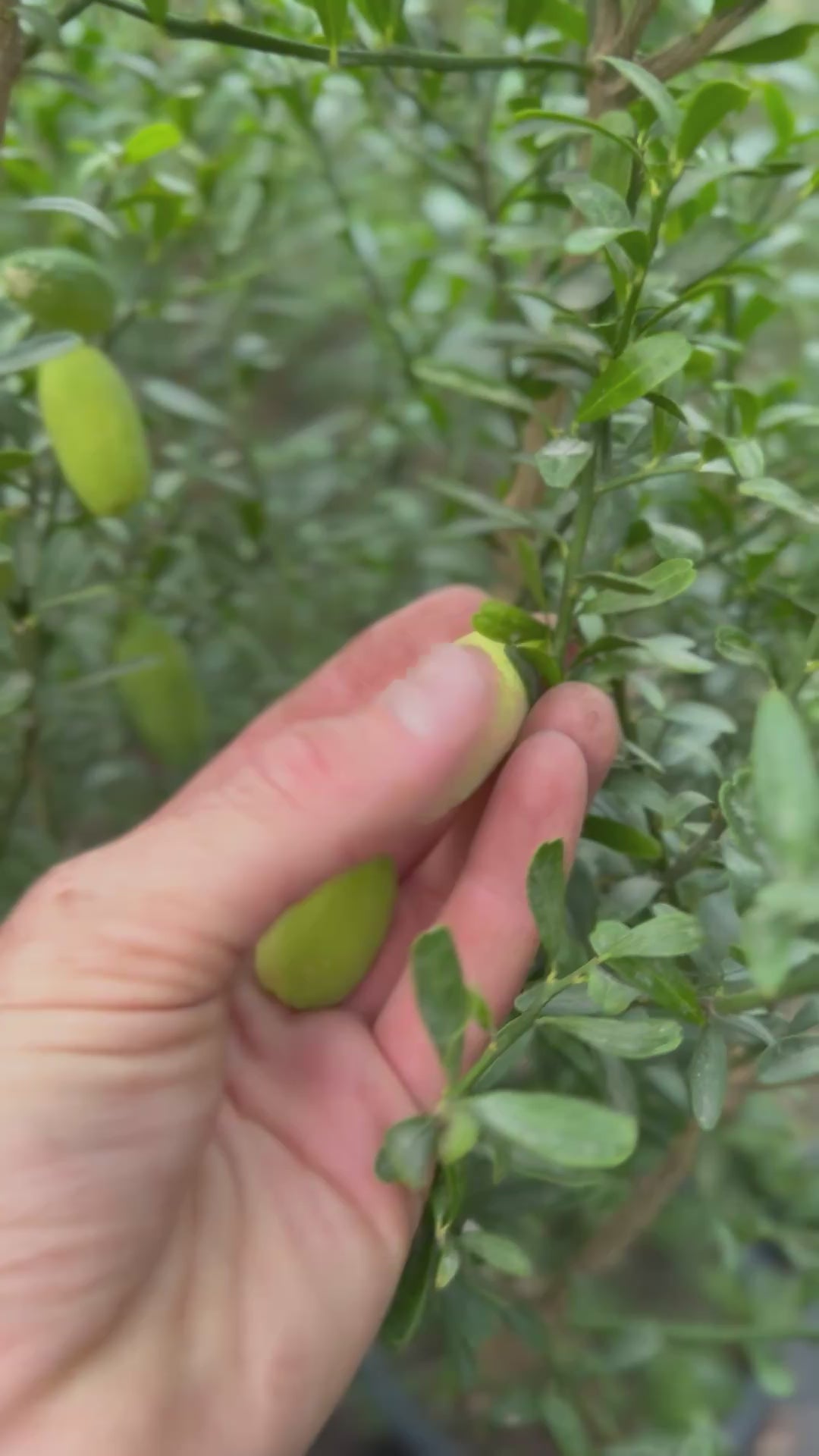 סרטון של מישהו קוטף כמה פירות פינגר ליים צהובים מהעץ