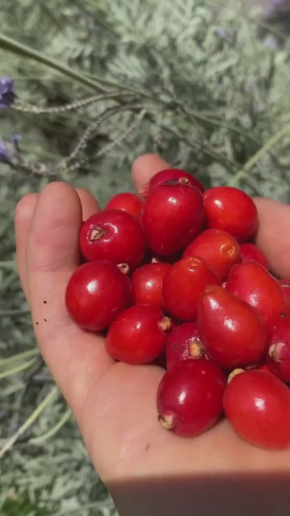 שיח דובדבן סידר ביי