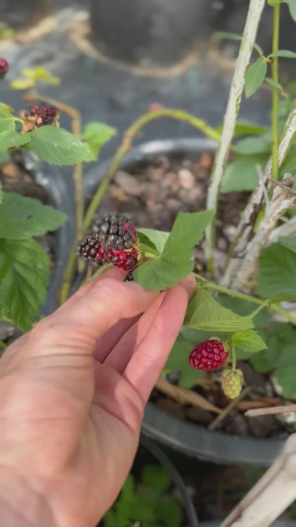 שיח מריונברי