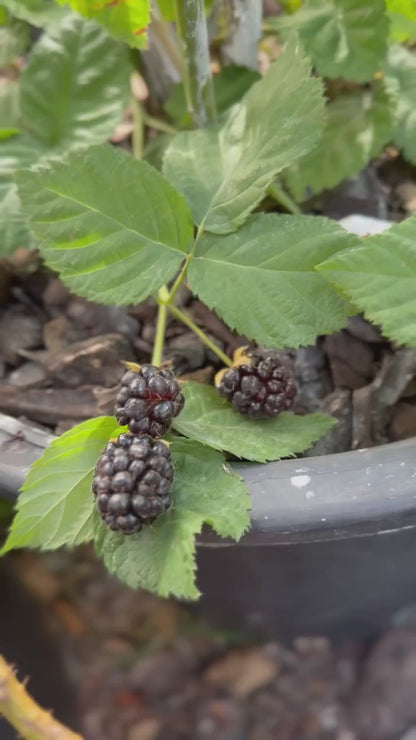 שיח מריונברי
