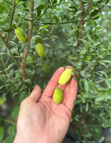 יד מחזיקה שני פירות פינגר ליים קטנים ואובליים על ענף צמח פינגר ליים עם עלים קטנים