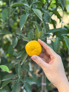 יד אוחזת בפרי יוזו צהוב קטן ובוהק על ענף שיח הדרים עם עלים ירוקים גדולים, רקע מטושטש של צמחייה ירוקה.
